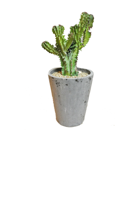 土偶｜どぐう｜サボテン｜多肉植物｜塊根